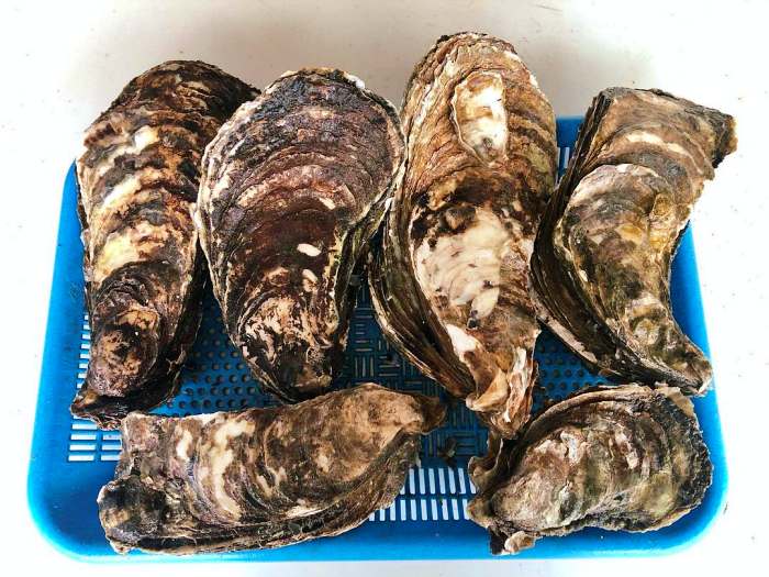 생방송투데이 구례 벚굴 벚굴찜 벚굴구이 맛집