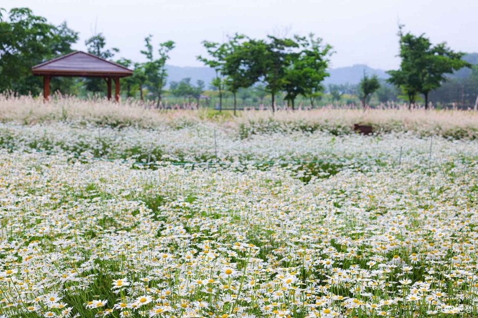 악양생태공원 샤스타데이지