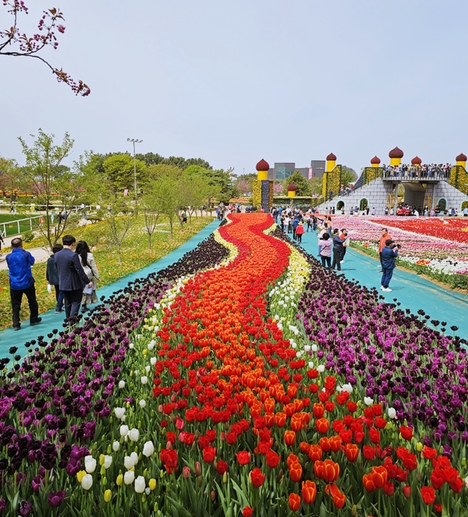 태안 튤립축제