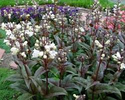 자엽 펜스테몬 이미지 사진