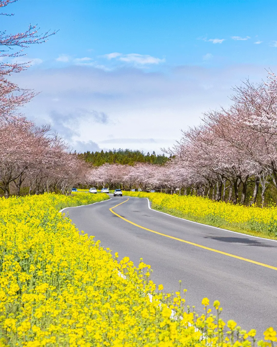 2025년 대한민국 벚꽃 명소 BEST 10 ❘ 전국 벚꽃 여행 추천