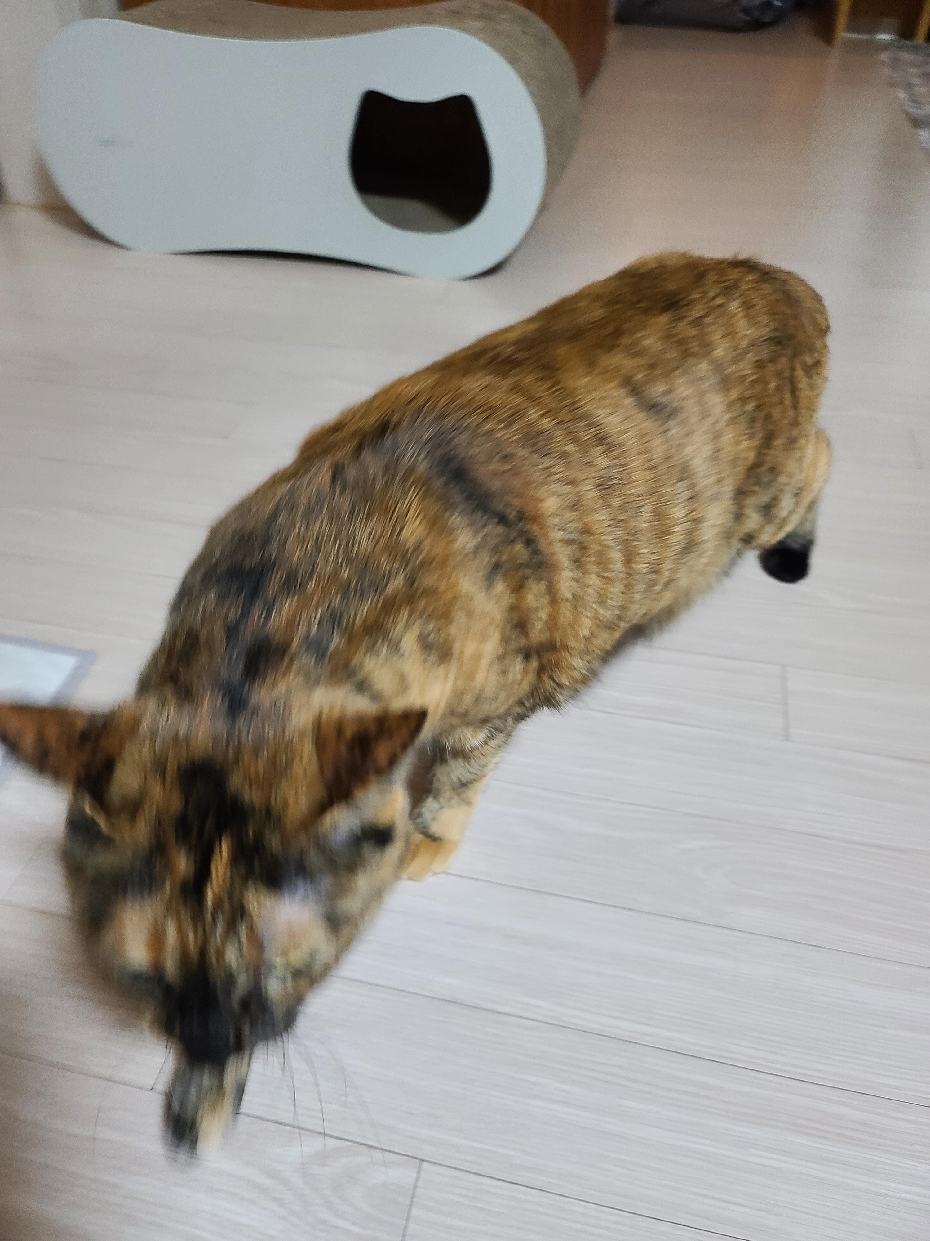 고양이 캣글라스 먹방 및 효능. 캣글라스를 대하는 아홉냥이들의 자세.