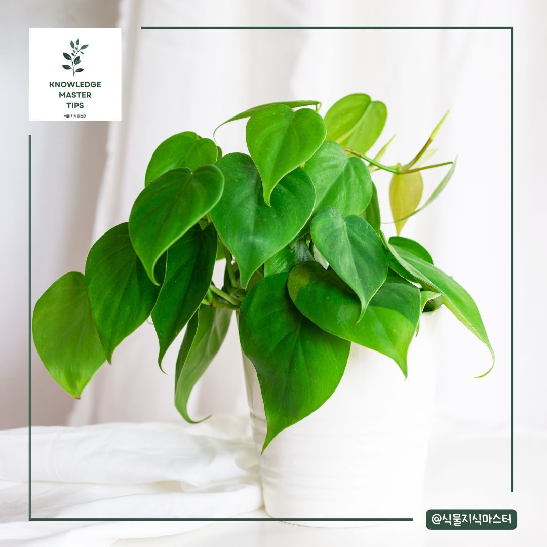 반려동물이 먹으면 위험한 독성 식물 - 필로덴드론