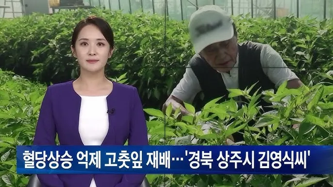 고춧잎 재배 잎 수확용 가지 치기 친환경 시비_5
