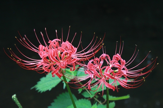 &quot;상사화&quot; 이루어질 수 없는 사랑의 꽃, 그 아름다움과 가치!