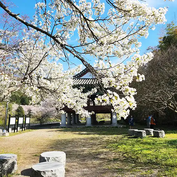 알레르기 결막염 약국 안약
