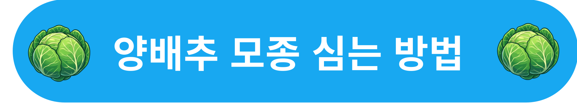 양배추 모종 심는 방법