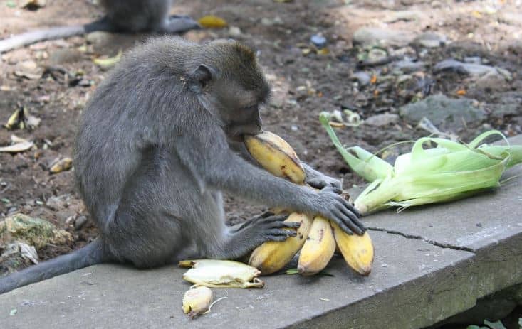 태국 롭부리의 전통, 원숭이 뷔페 축제