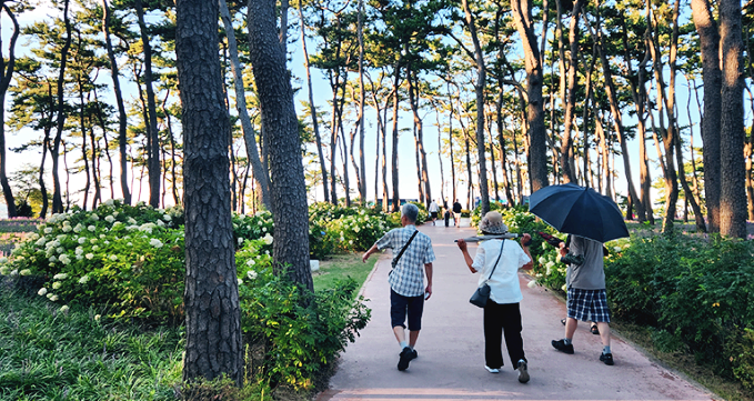 솔밭길을 걷는 사람들 뒷모습