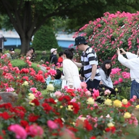 2025 삼척 장미공원 장미꽃 축제