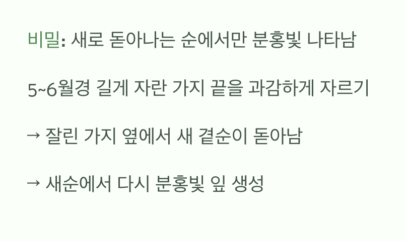 더 풍성한 핑크빛을 위한 용감한 가위질