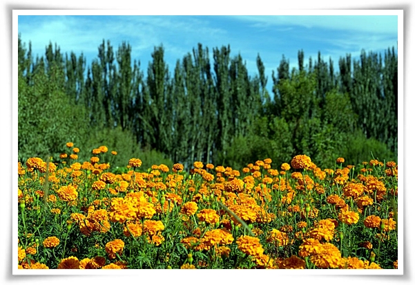 화초 "메리골드(금잔화)" 가을 정원에 황금빛 행복을 심어 보세요!