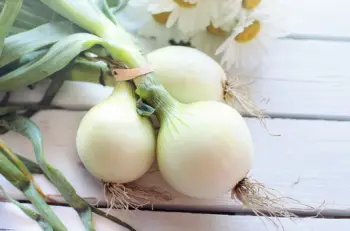 양파즙 효능 및 영양성분, 주의점