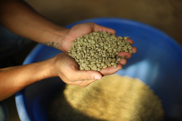 수확 후 가공이 끝난 생두