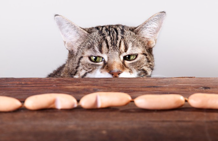 감기에 걸린 고양이.