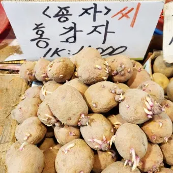 감자 싹나는 시기 파종 시기_6