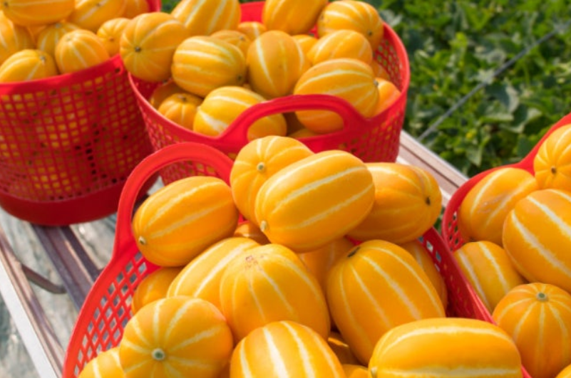 참외-효능-부작용-하루-섭취량-관련-사진