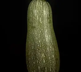 애호박 요리