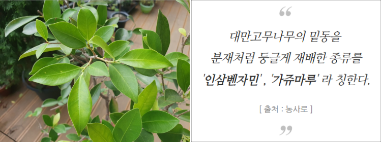인삼벤자민에서 새순으로 올라온 대만고무나무 잎