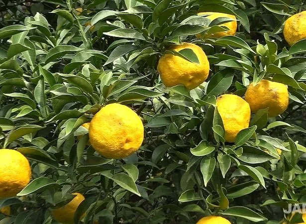 유자 재배 겨울 보온 방풍막 설치 염해 예방_1