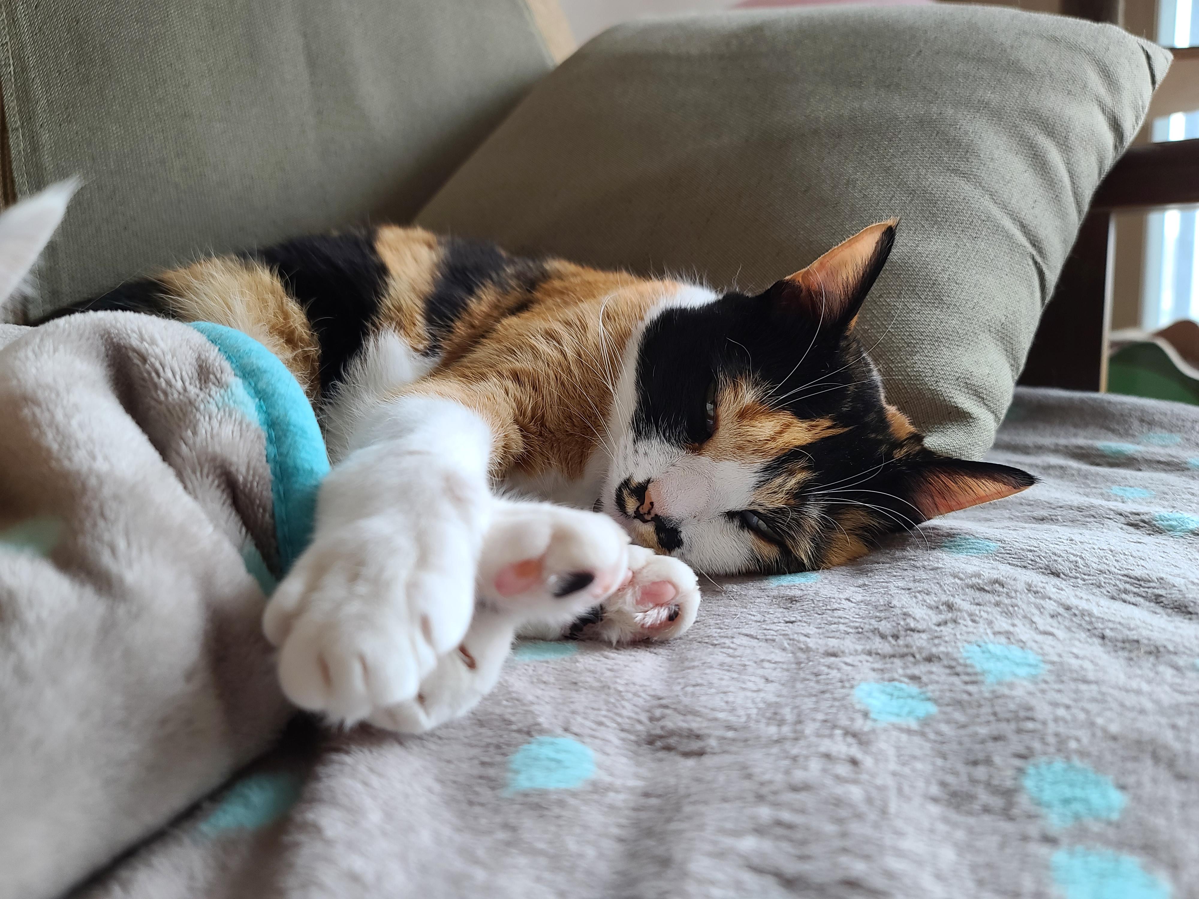 여전히 전기장판을 사랑하는 고양이들. 삼색이들은 전기장판 위에서 녹는중..