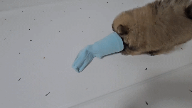 종이컵 장난감을 미는 강아지