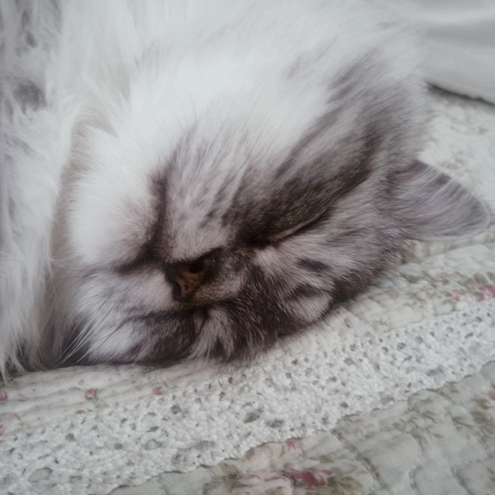 고양이가 먹을수 있는 과일