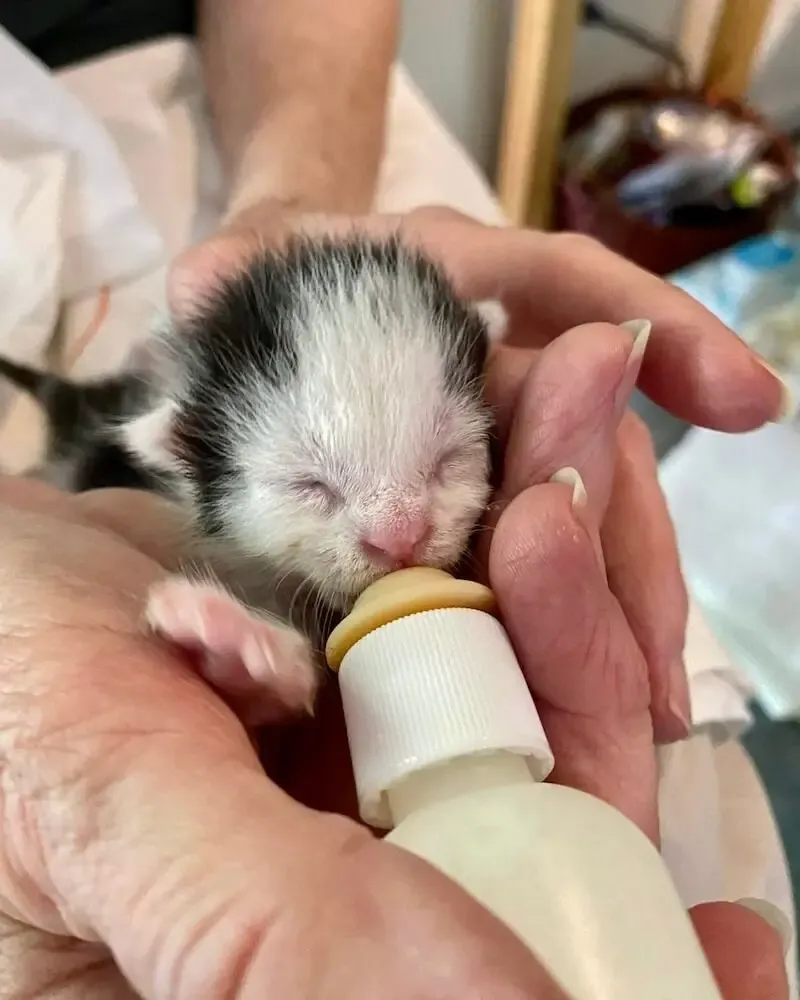 고양이 출산 임박증상 음식 중성화 발정_1