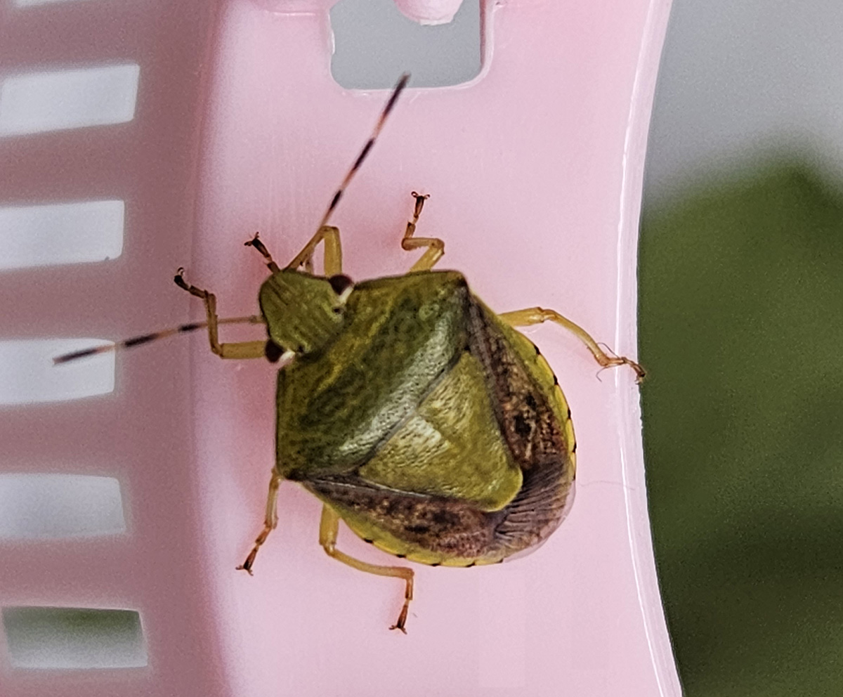 갈색날개노린재10