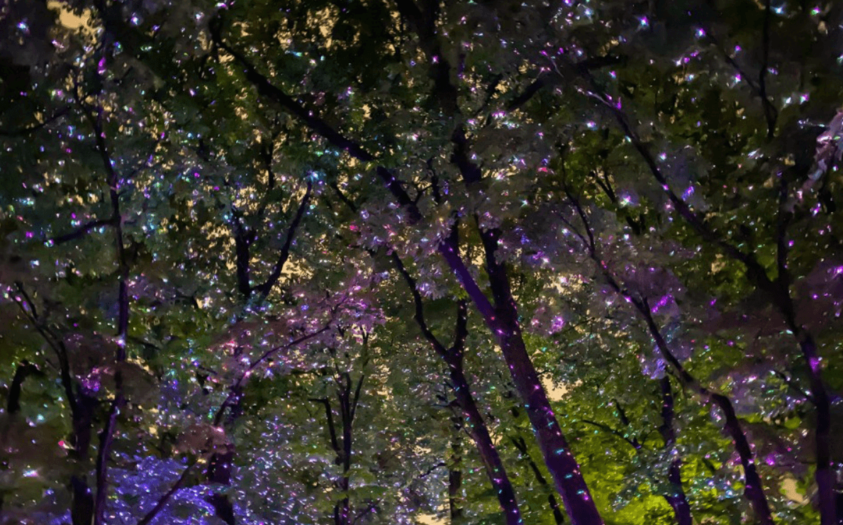 청와대 야간개장 예약방법