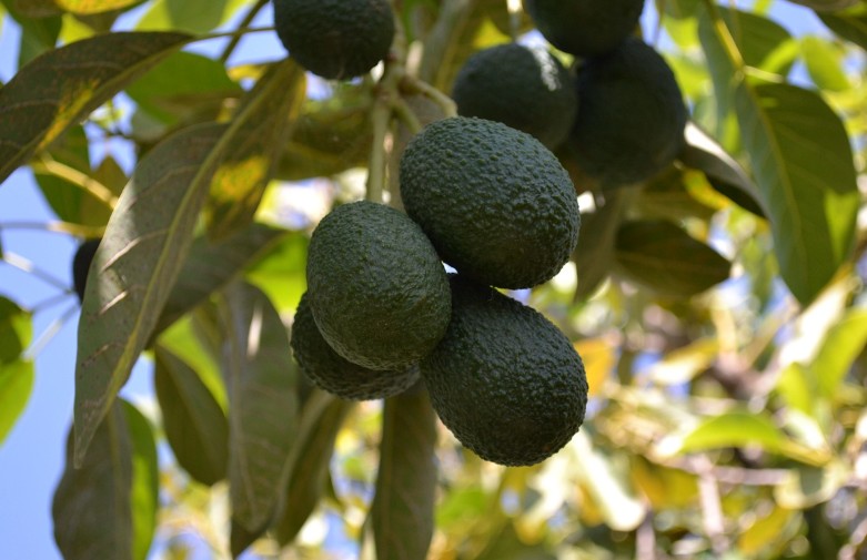 아보카도 부작용|유래|잘익은 아보카도|칼로리|영양소|혈당|권장