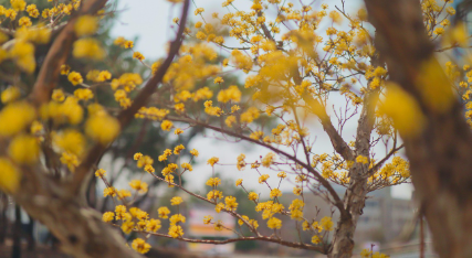 구례 산수유축제기간·일정·주차