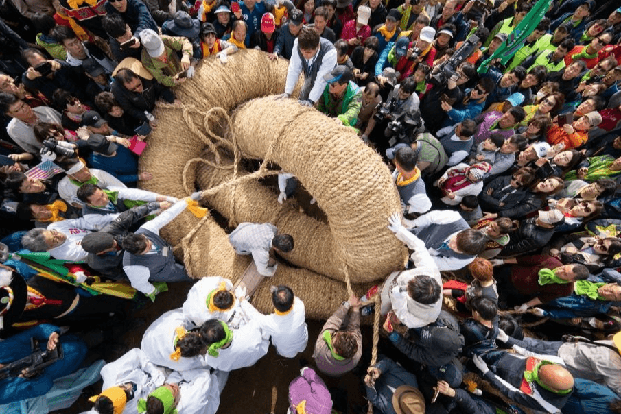 2025 기지시줄다리기축제: 500년 전통의 거대한 협동 문화