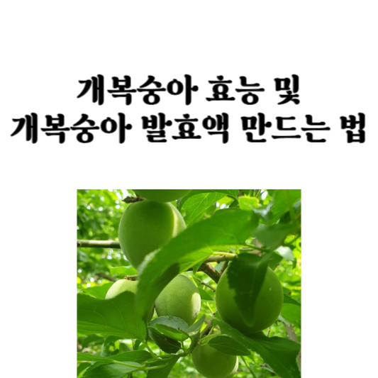 개복숭아 효능 및 개복숭아 발효액 만드는 법