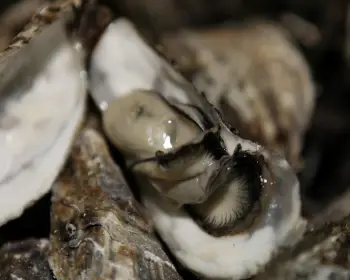 천북 굴 단지, 굴 축제_6