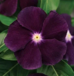 가을에 피는 꽃 종류 일일초