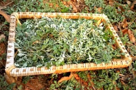 제철-쑥-캐기-효능