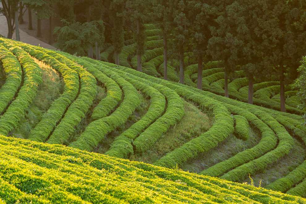 보성다향대축제