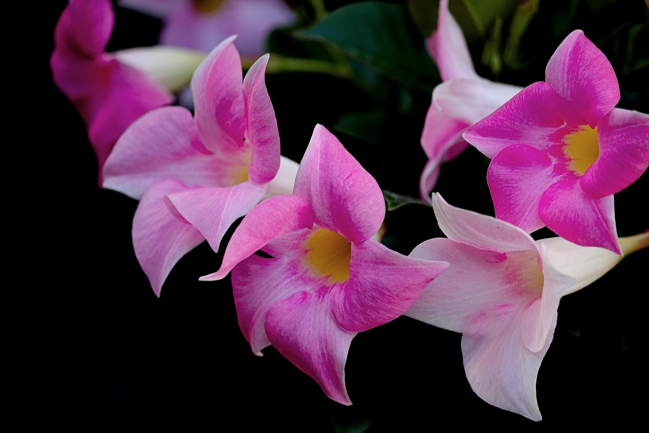 스릴러와 만데빌라