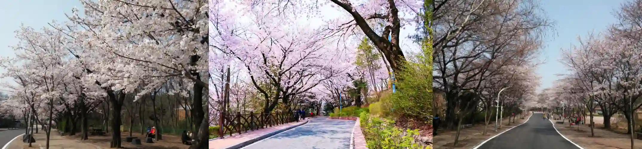 인천대공원 벚꽃사진