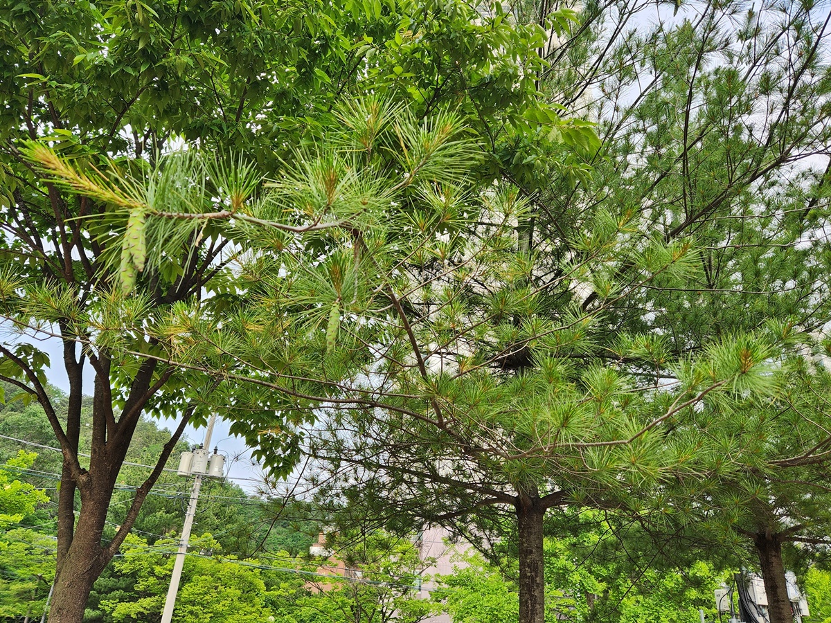 스트로브잣나무