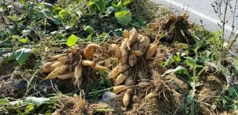 야콘 재배 덩이 비대 관리 토양 갈기 저장 요령_9