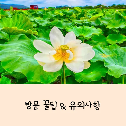 무안연꽃축제