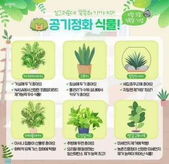 공기정화식물 추천 초보친화 관리쉬운 종류 물주기 빛 관리 가이드_3