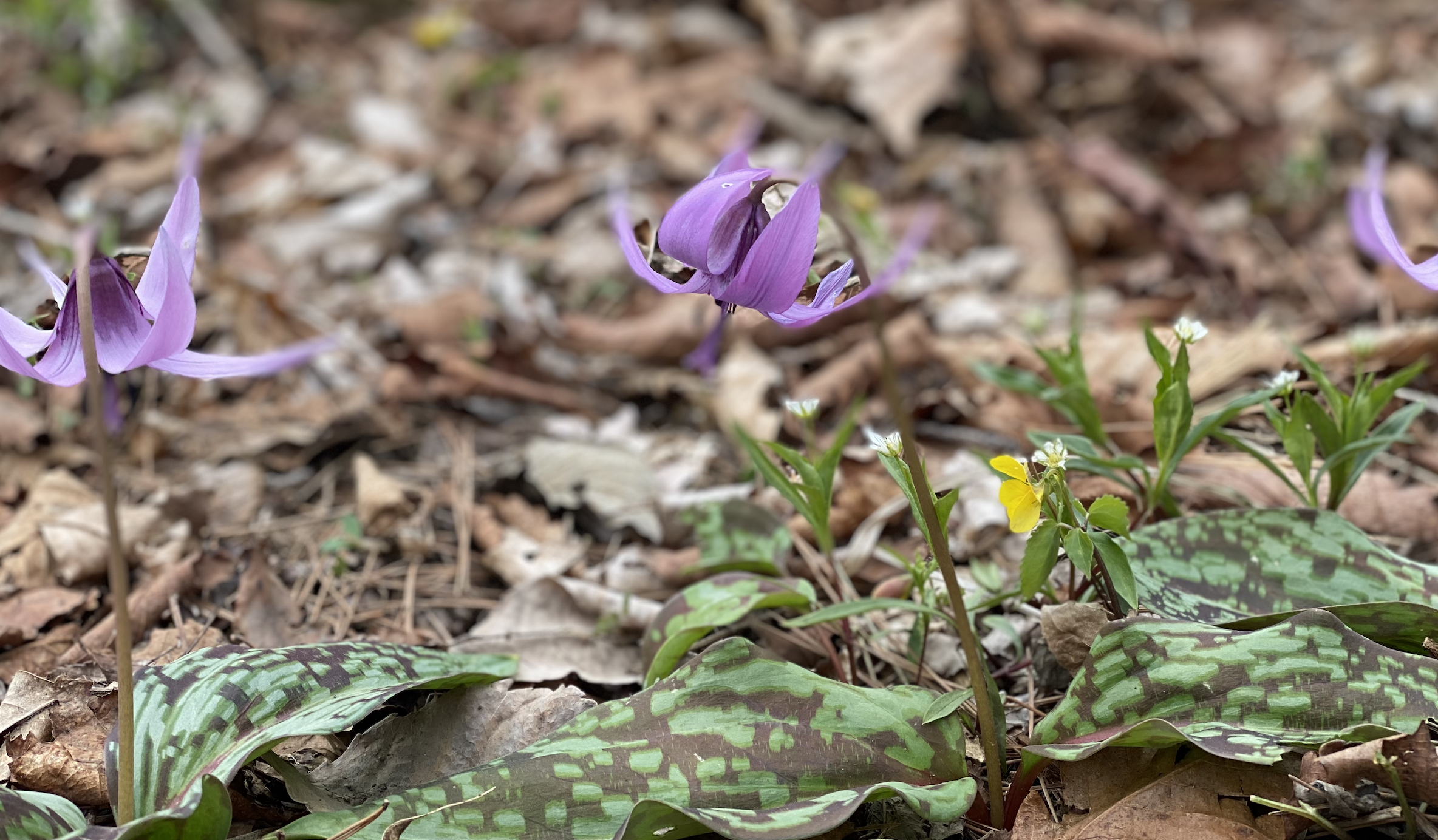 유명산에서 서식중인 야생화
