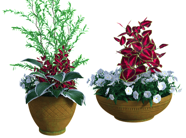 2개의 식물 화분이 나란히 있다. 초록색 잎과 빨간 잎이 섞여 있고, 하얀 꽃들이 가득 피었다.