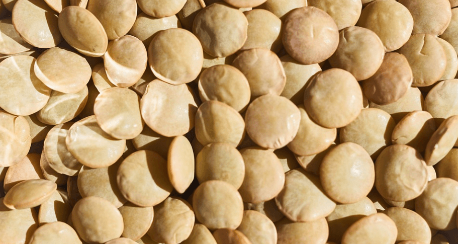 여러 가지 렌틸콩 사진 - 1