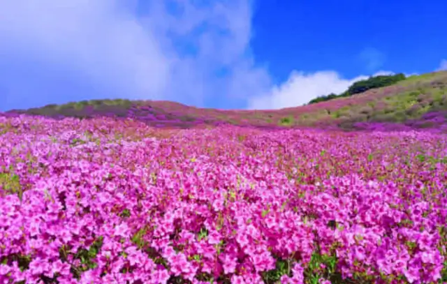 2코스-철쭉군락지