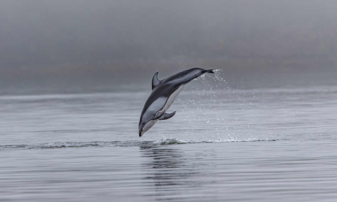 Dolphin