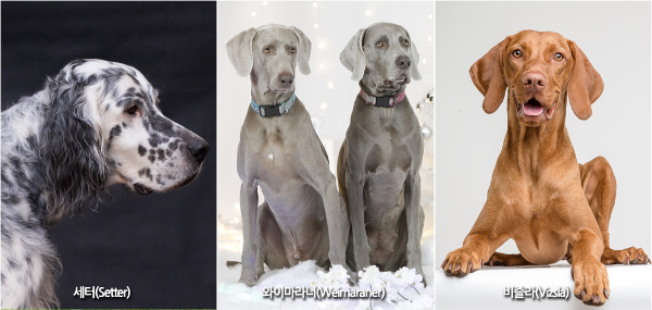 셰터 와이마라너 비즐라